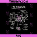 Ear Structure Anatomy PNG, Hearing Science Diagram PNG