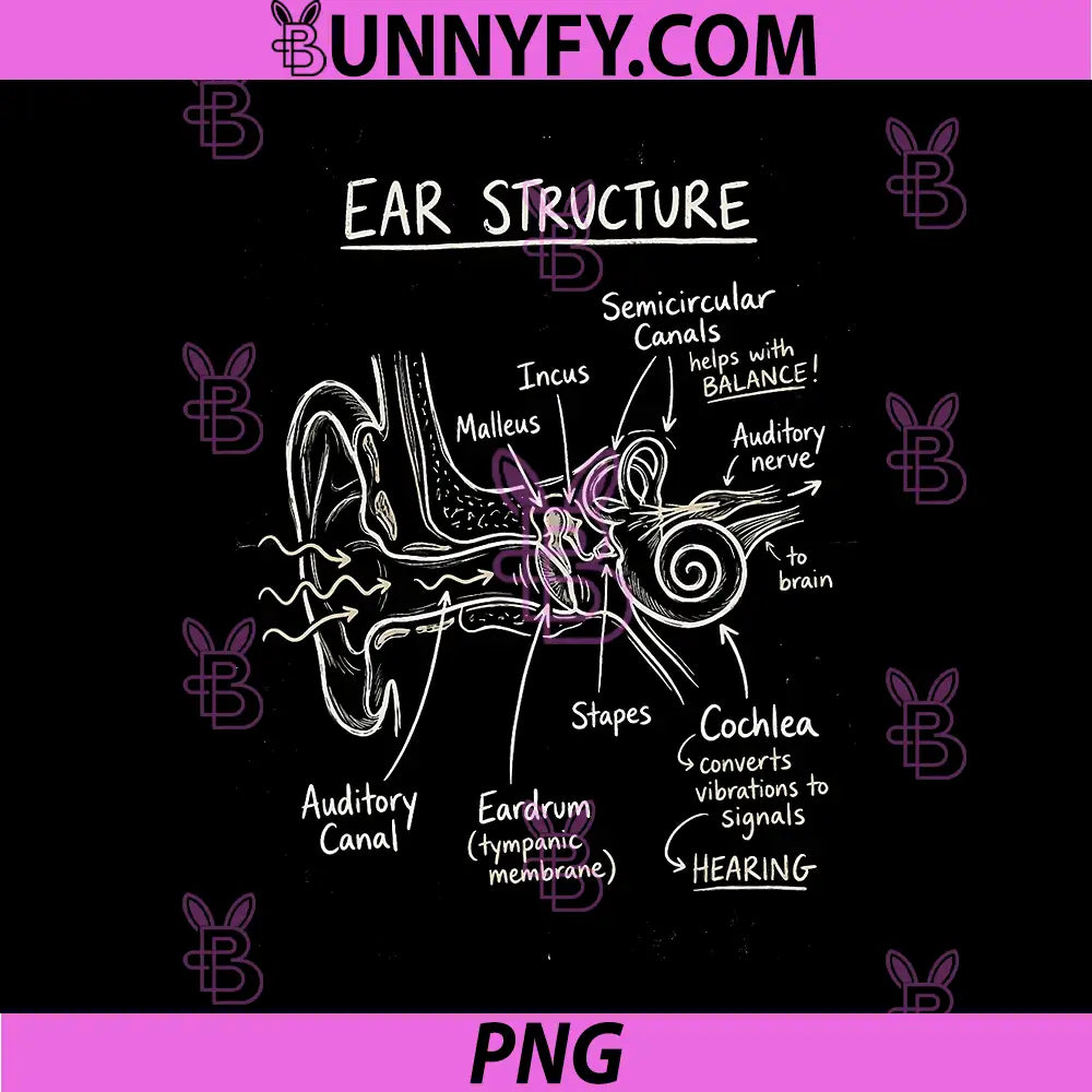 Ear Structure Anatomy PNG, Hearing Science Diagram PNG