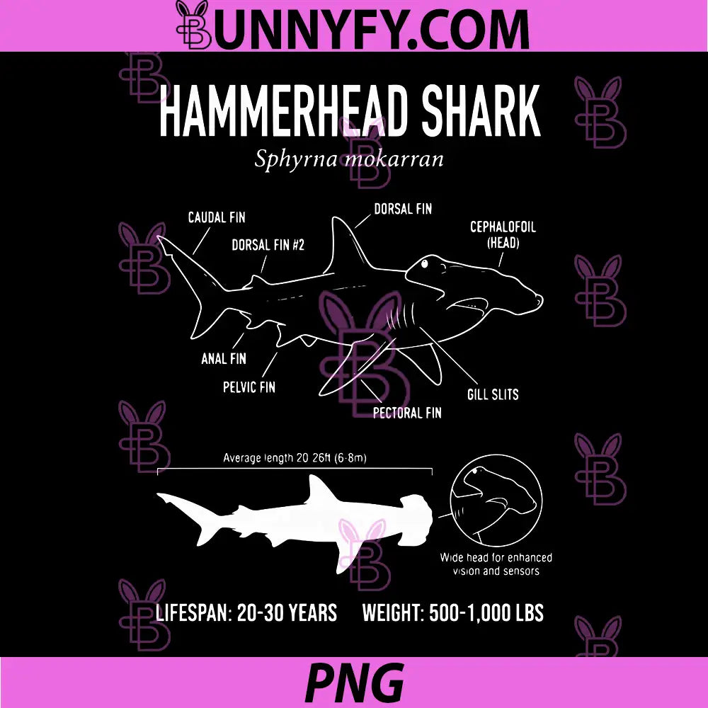 Hammerhead Shark PNG, Anatomy Sphyrna Mokarran Diagram PNG, Shark PNG