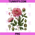 Peony Anatomy Botanical Illustration Women PNG, Flower Peony PNG