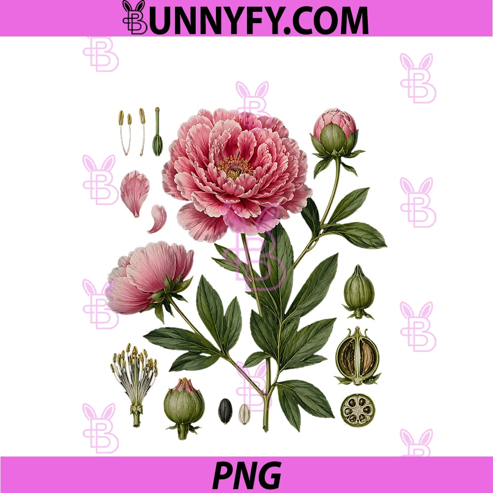 Peony Anatomy Botanical Illustration Women PNG, Flower Peony PNG