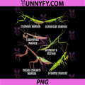 Praying Mantis Lover PNG, Insects Species Praying Mantis PNG