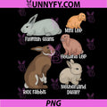 Cute Rabbit Species Artwork PNG, Holland Lop Netherland Dwarf PNG